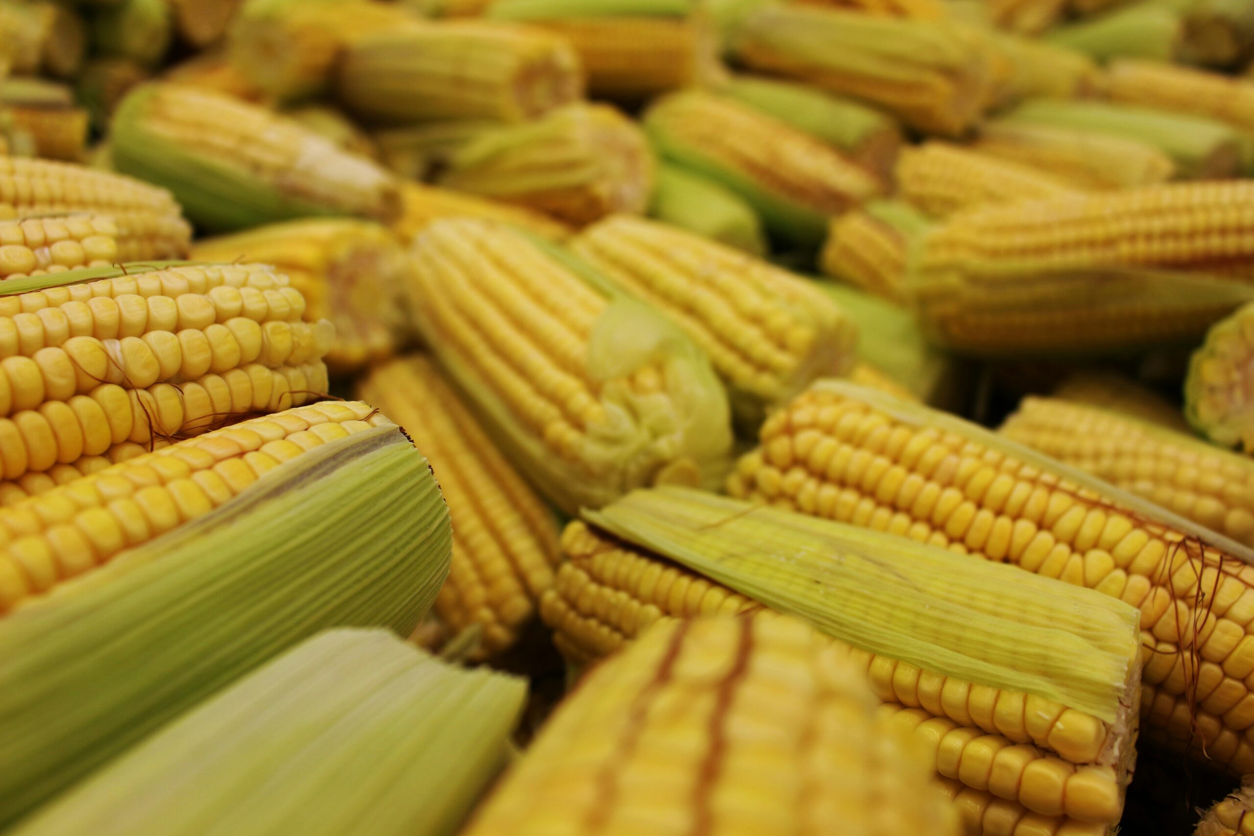 daniel-dan-wxl-rzPyLdI-unsplash Yellow Maize Corn - 50kg Bag - Image 1